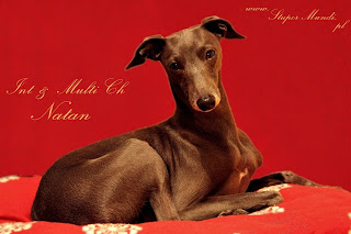 Italian Greyhound NATAN z Ochoczej stud dog