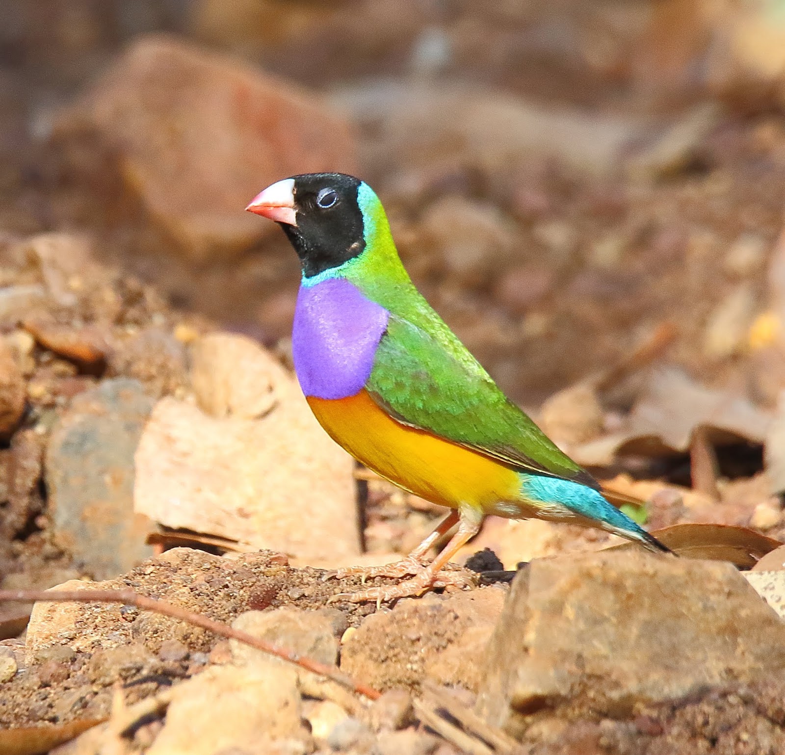 Richard Waring's Birds of Australia Gouldian Finches