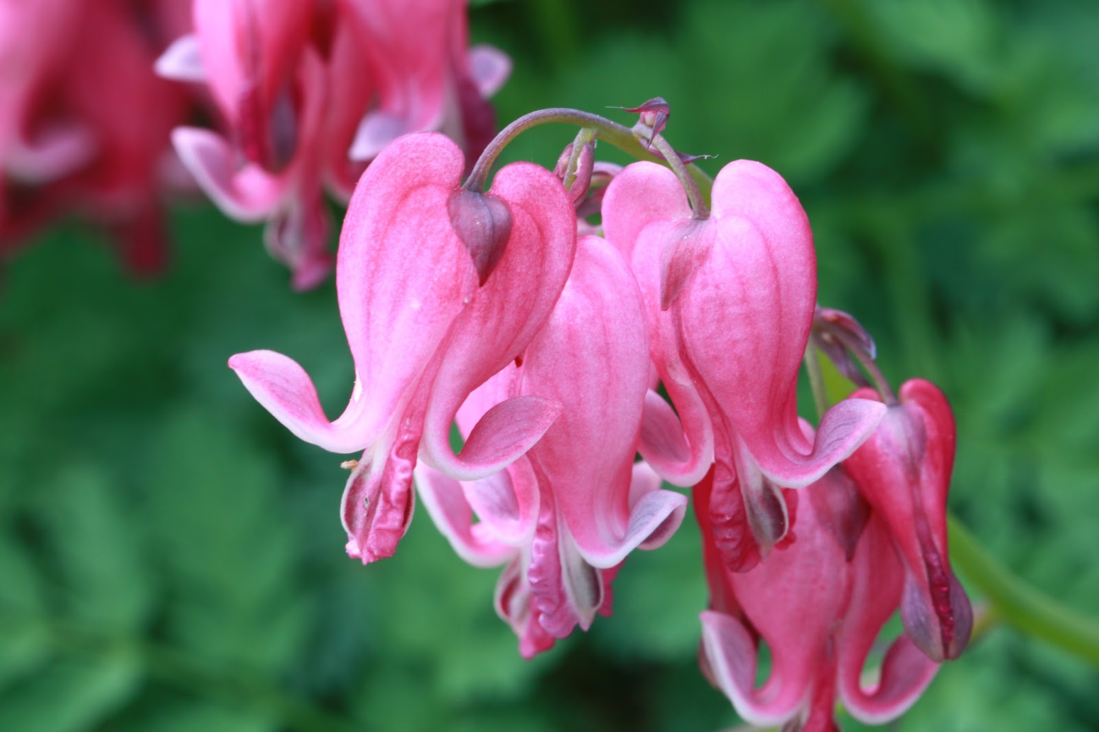 ANNES HAGEVERDEN Dicentra King of Hearts Hjertehybrid