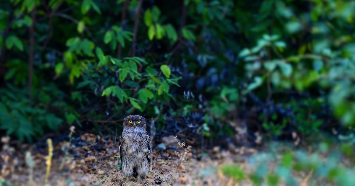 Wildlife And Wildlife Photography - Brown Fish Owl, TATR, Dec