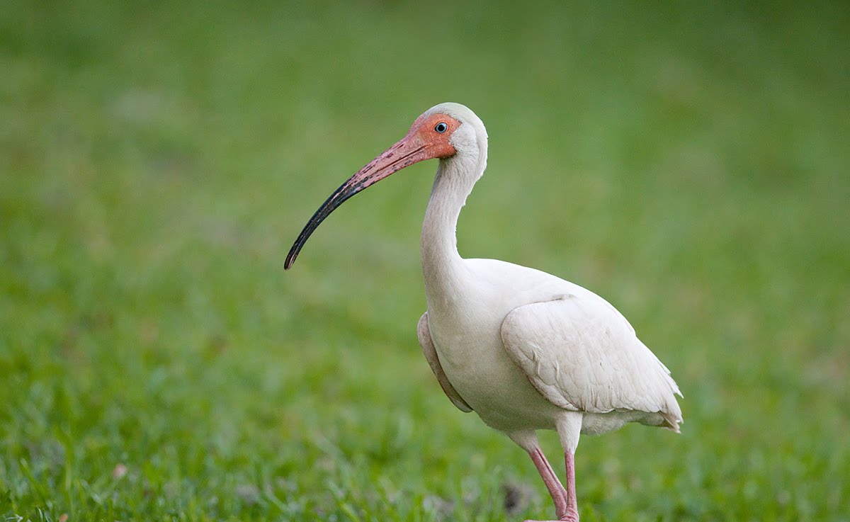 Cultural Exchanges Of A Wanderer My Rotary Speech To