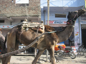 Camel in Jaipur