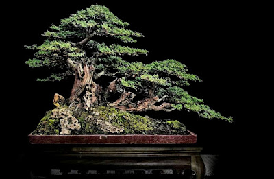 Bonsai Pohon Klampis