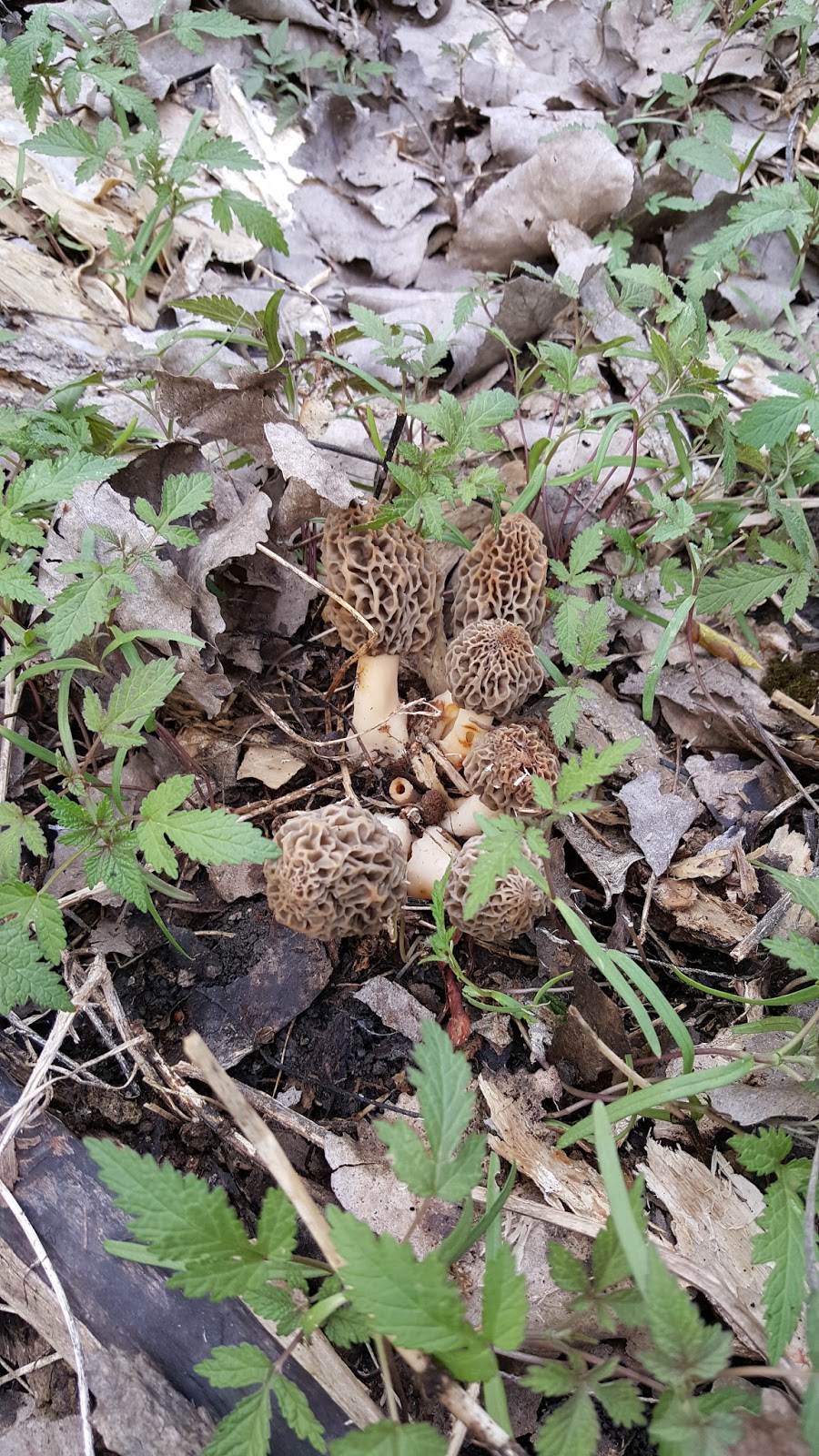 Mid Missouri Morels and Mushrooms