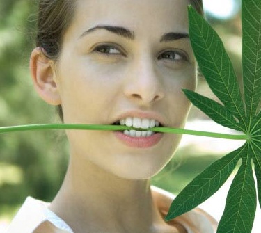 Benci Dengan Rasa Pahit Daun Singkong? Eits, Jangan Salah! Ketahuilah Manfaat Dari Daun Singkong, Seperti Berikut Ini Benci Dengan Rasa Pahit Daun Singkong? Eits, Jangan Salah! Ketahuilah Manfaat Dari Daun Singkong, Seperti Berikut Ini