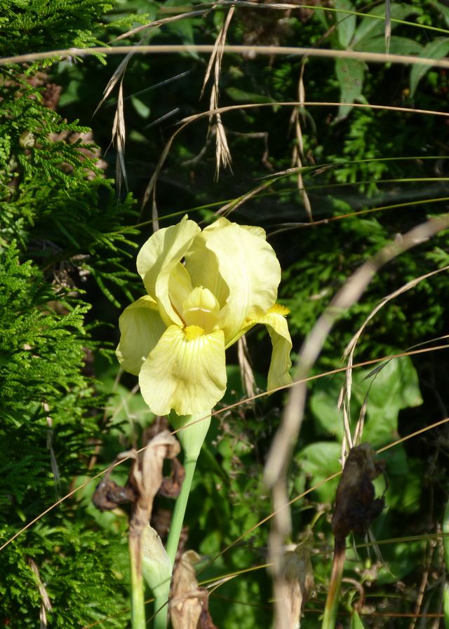 A quand l'automne ? Euphorbia... A quand l'automne ? Euphorbia...