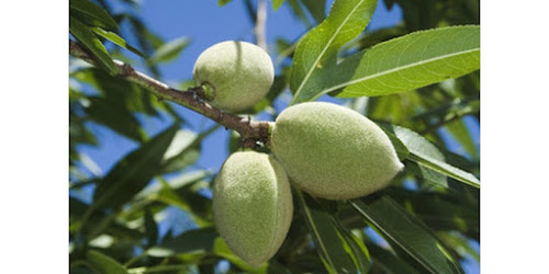 BELI KACANG ALMOND DI SURABAYA Pakis