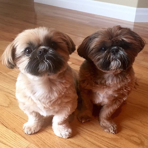 Falar como se o shih tzu fosse uma criança