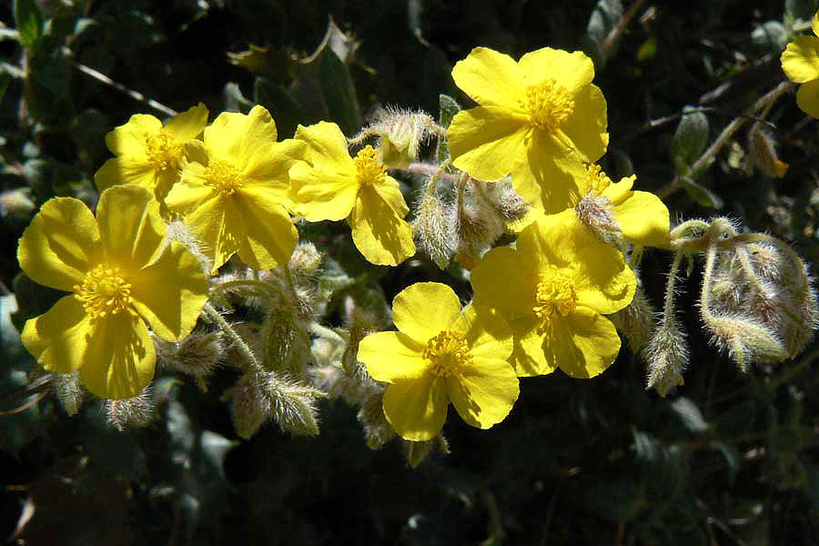 Wildflowers of Andalucia: Helianthemum hirtum