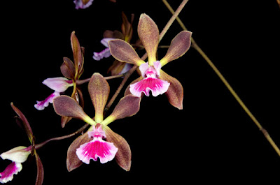 The Wayward Hawaiian: San Diego County Orchid Society Show