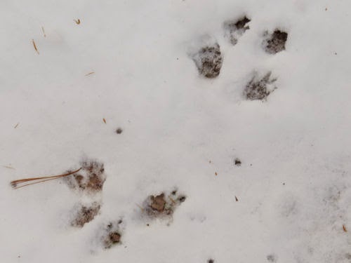 squirrel tracks
