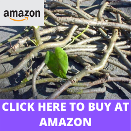 Buy Giloy at Amazon