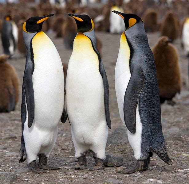 Императорски пингвин