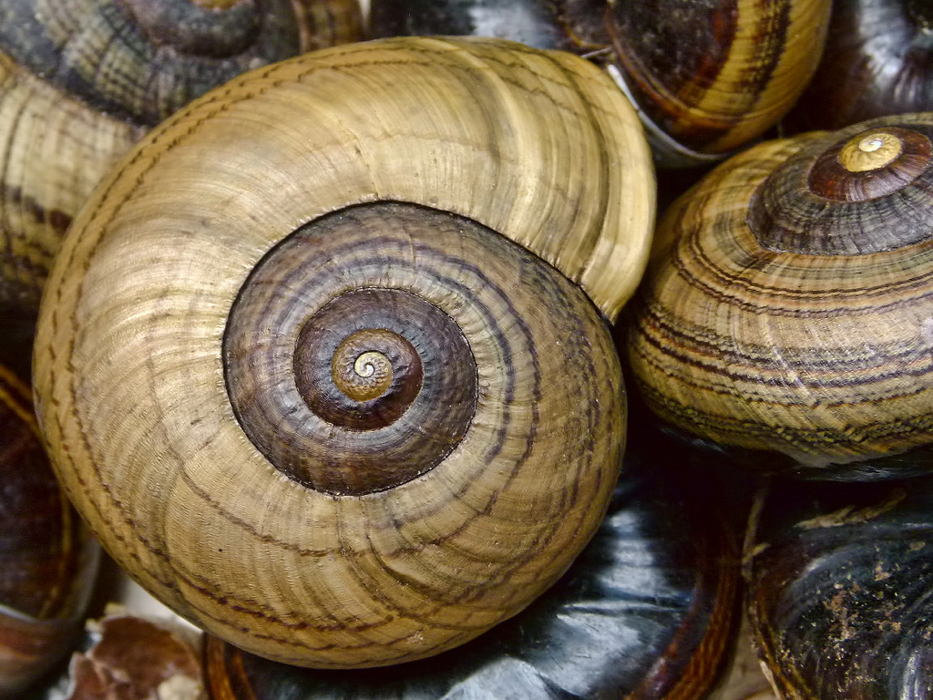 The Snail Pest, Pet or Treat? Some Interesting Facts The Ark In Space