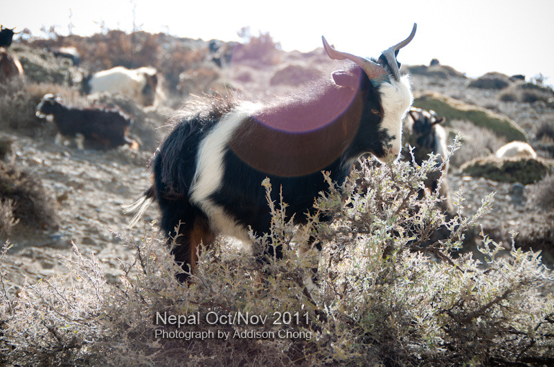 Muktinath to Kagbeni to Jomsom Goat