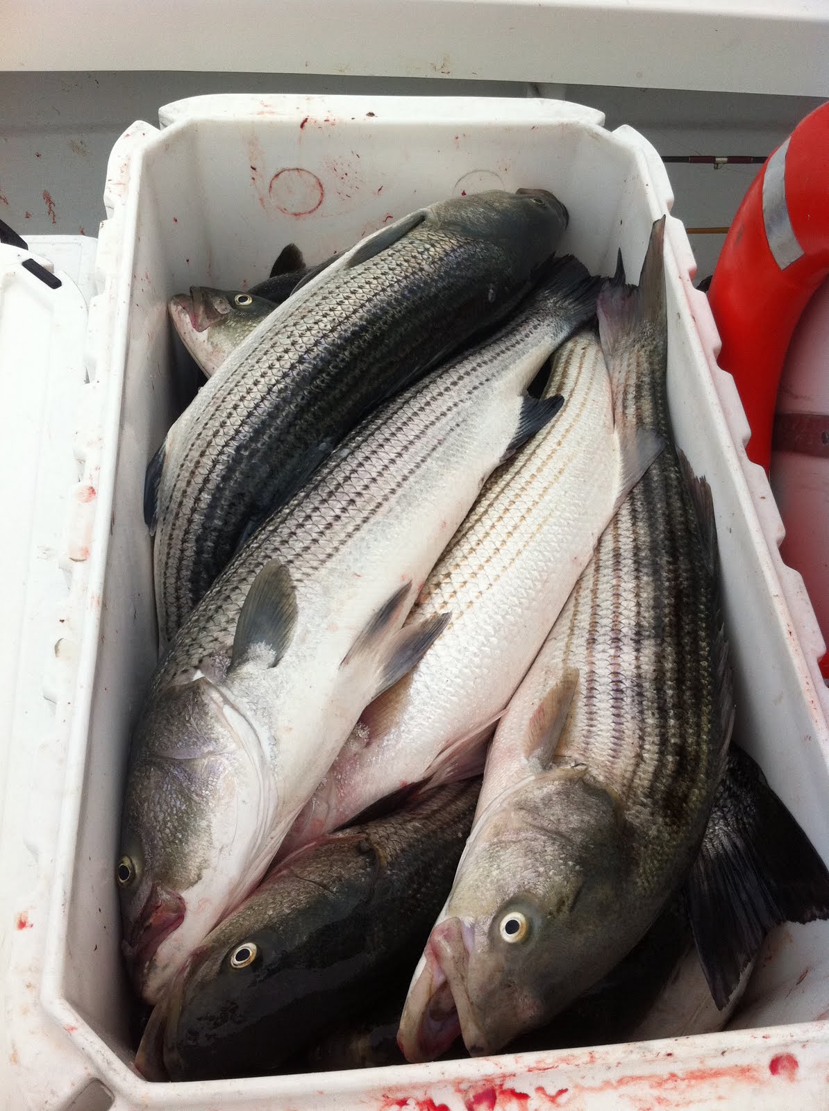 Herman Brothers Blog Commercial Striped Bass Fishing!