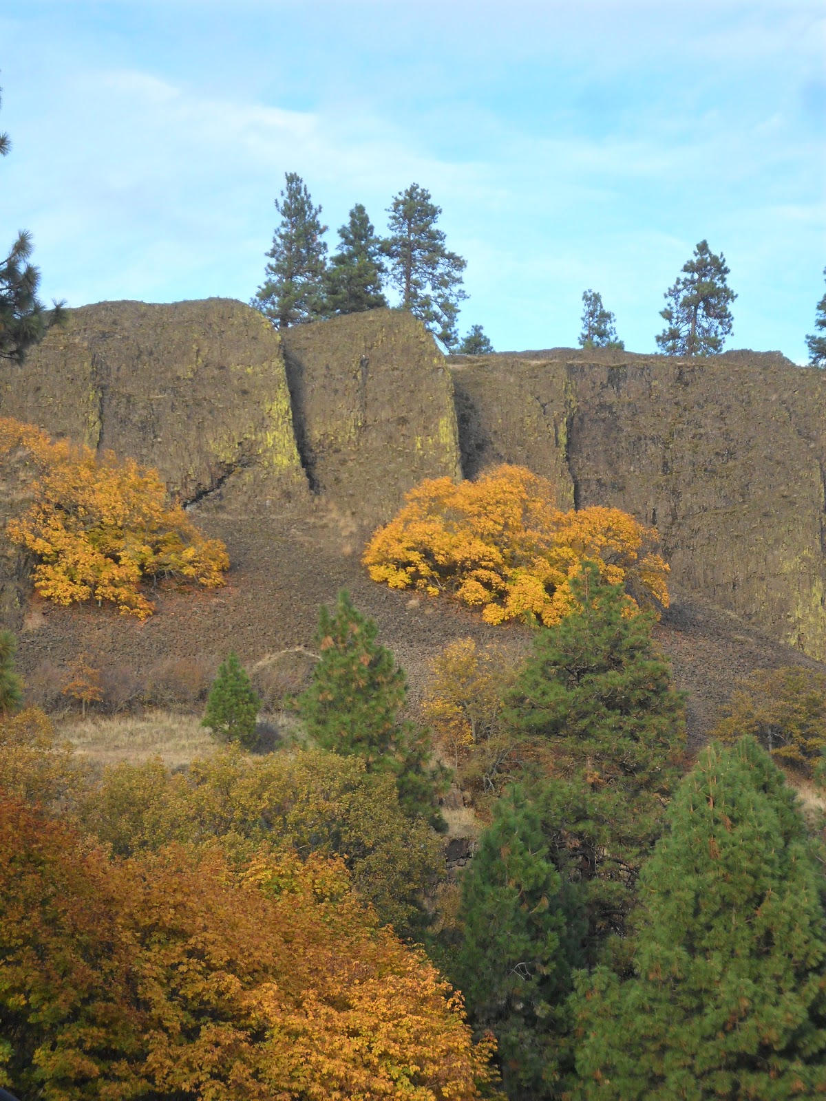 caryjoroadrunner GOLDEN DAY IN GOLDENDALE, WA.