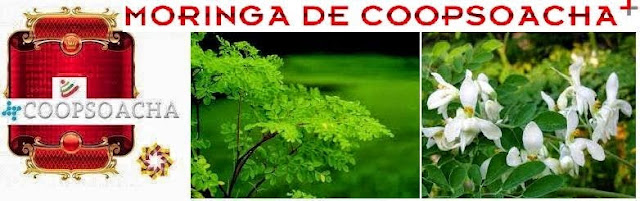 Resultado de imagen para moringa de coopsoacha