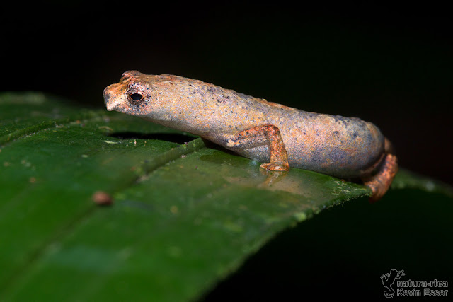 Bolitoglossa colonnea - Ridge-headed Salamander