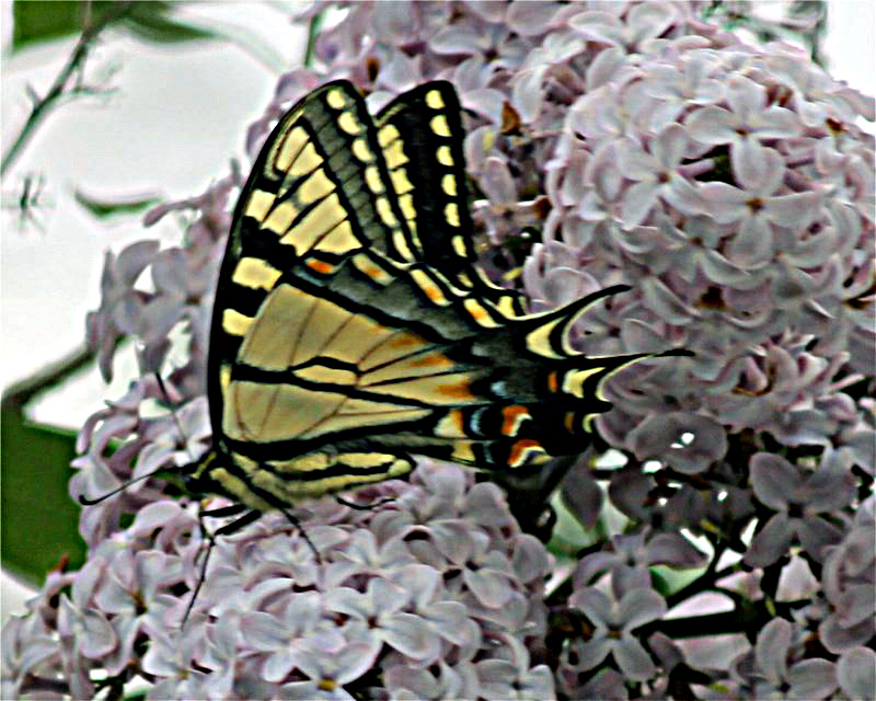 nature tales and camera trails Swallowtails feeding on Lilacs