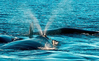 Apareamiento de las ballenas francas - Espectáculo de la Temporada de Avistajes