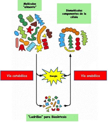 menus dieta metabolismo acelerado secretos