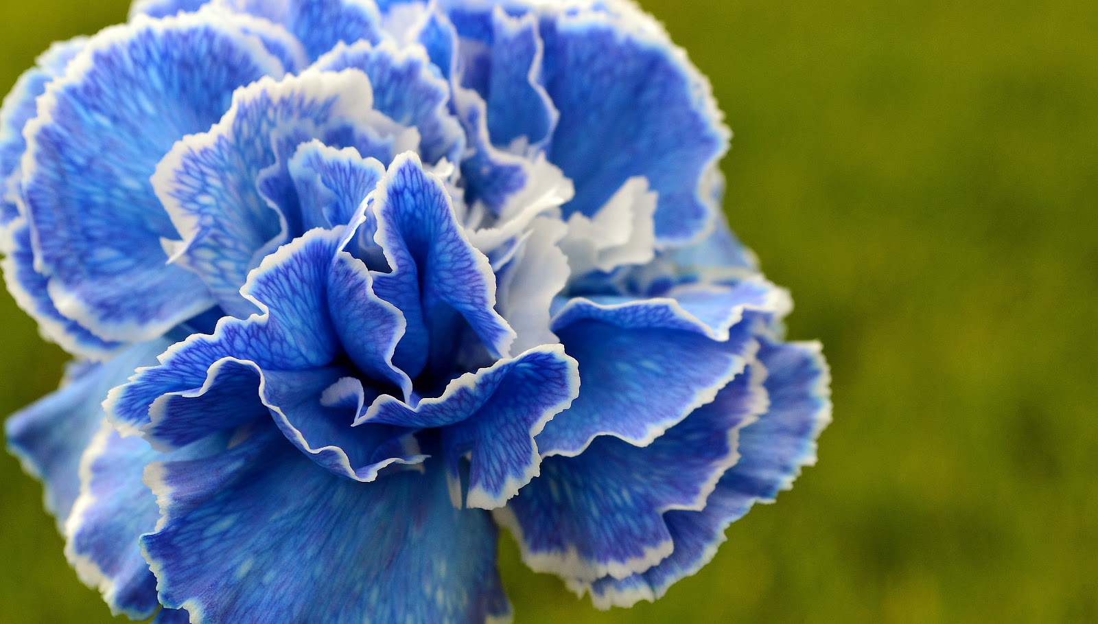 Blue Carnations 118