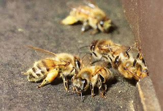 النحل يحرس الطائفة