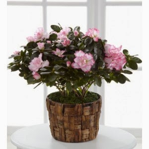 http://www.floristvancouver.com/shop/potted-azalea-plant/
