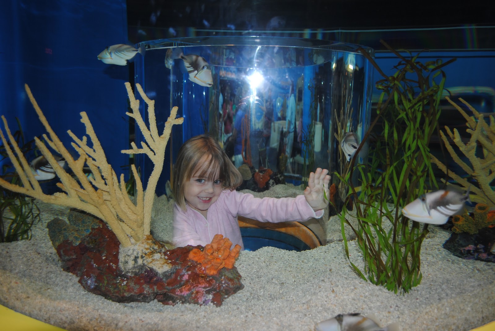 Getting Schooled Ripley's Aquarium in Pictures Gatlinburg, TN