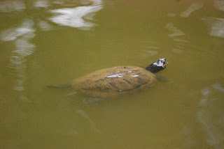 Turtle Malaysia