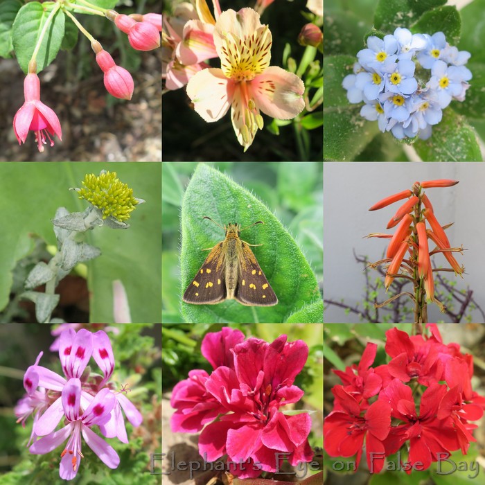 False Bay garden and water in December