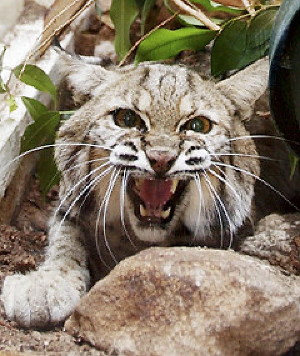 Bobcat Attacks Hunter Caught On Video AnimalsPets Before It's News