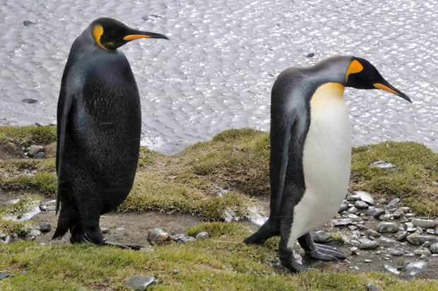 صور حيوانات Melanistic-king-penguin