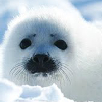 Campaña contra la matanza de focas en Canada