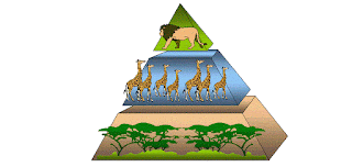 Besin Zinciri ve Besin Piramidi