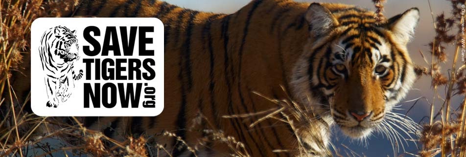 Сохранение тигров. WWF Амурский тигр. Спаси тигра. Спасите тигра.