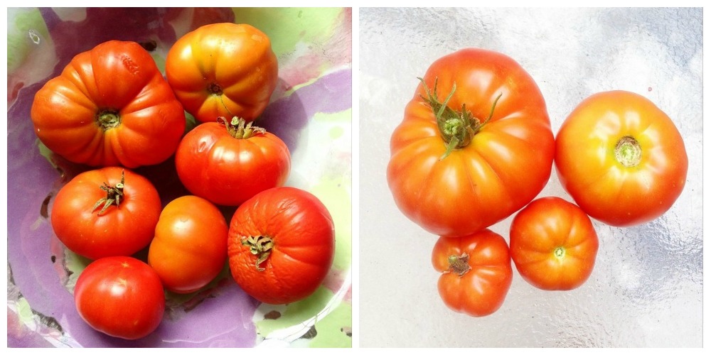 Mamy a la obra: Huerta de principiante - Por la revancha