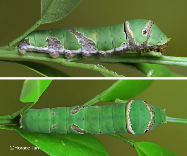 Butterflies of Singapore Life History of the Lime Butterfly v2.0