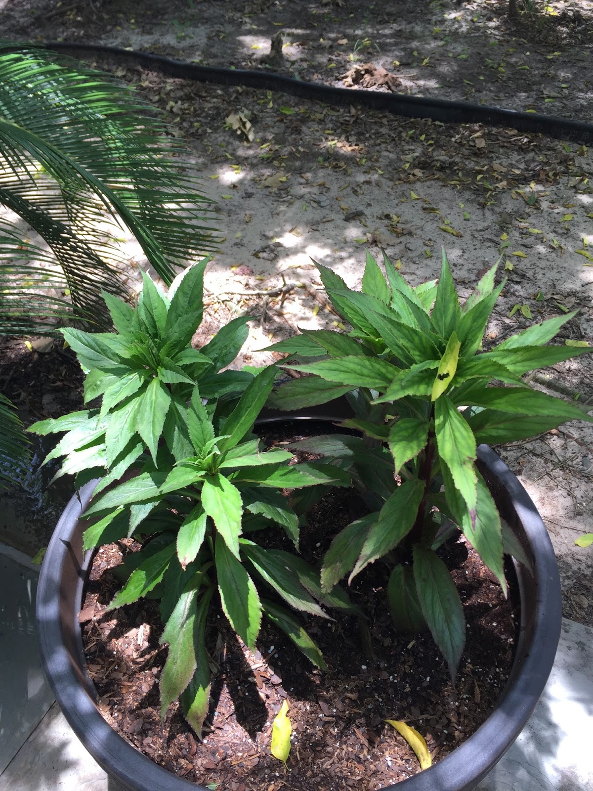 Flora Wonder Blog Sichuan The Center Of China