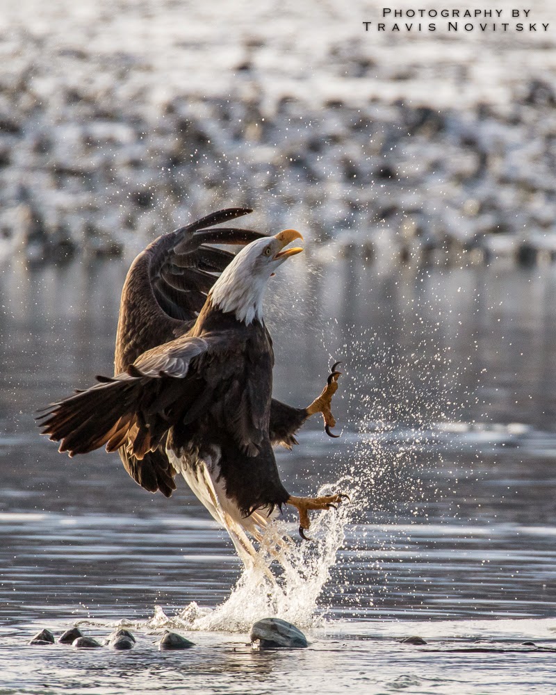 Photography by Travis Novitsky Photo Journal Jumping Eagle