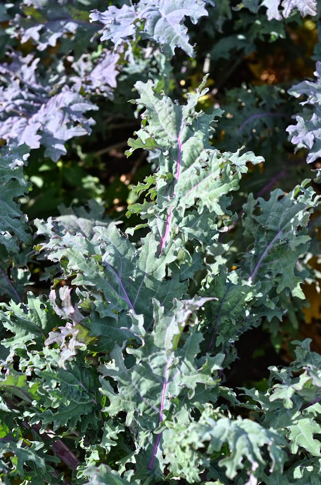 kale rouge de Russie