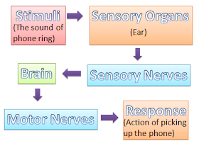 The World Through Our Senses: The Sensory Organs and their Function
