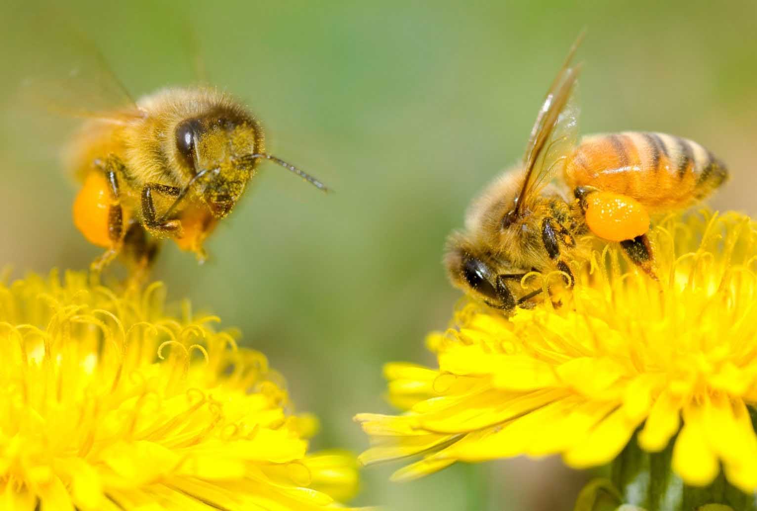 Agen Penyerbuk Bunga Generasi Biologi Agen Penyerbuk Bunga Generasi Biologi