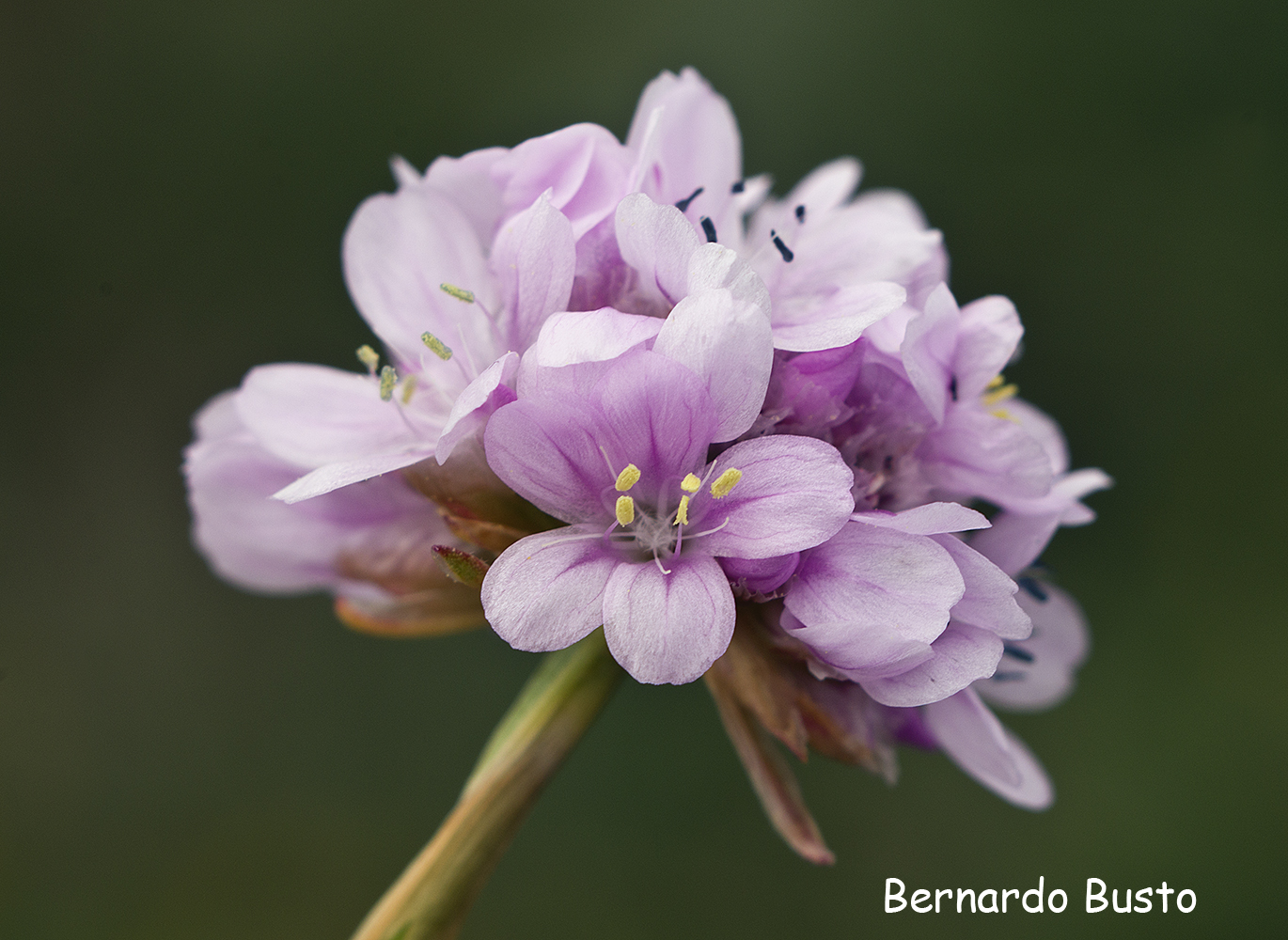 RÍA DE LA VILLA: Clavel de mar