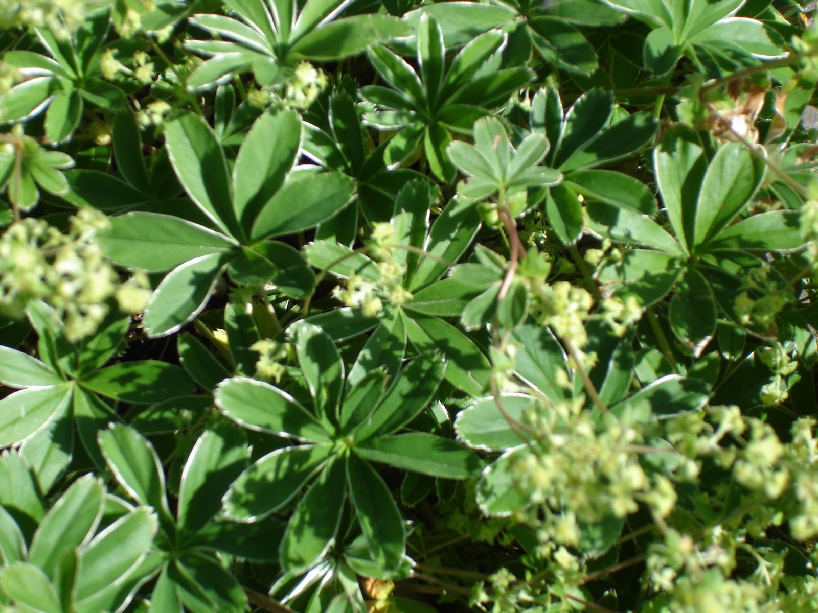 Bickenbach Blumen Juni 2014