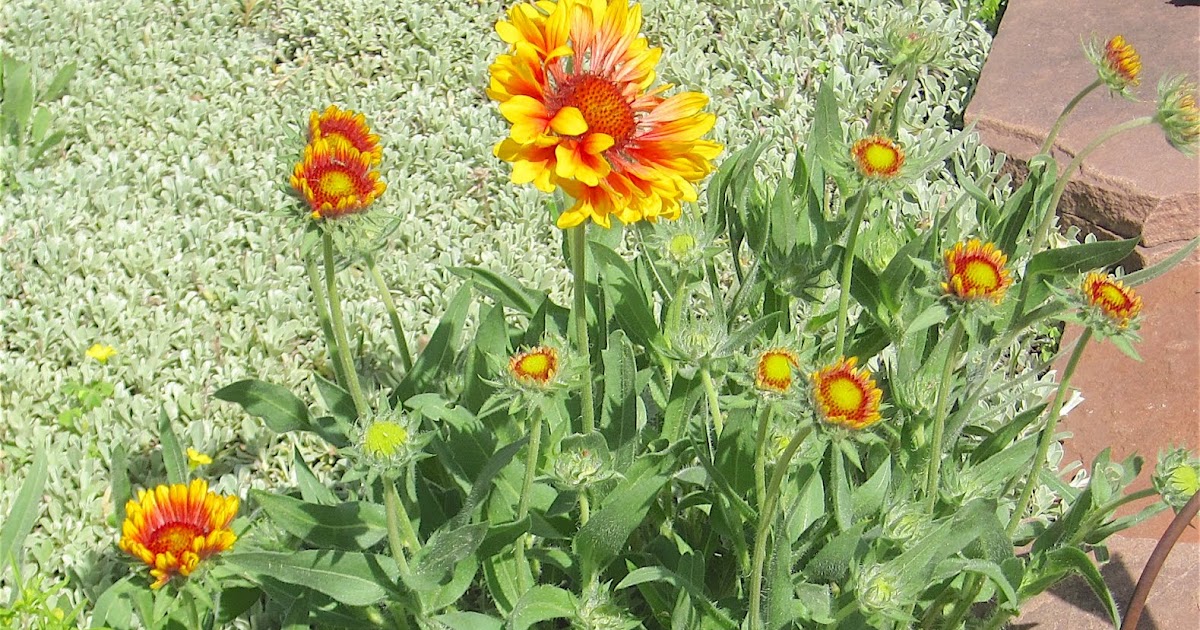 A Wandering Botanist Denver AreaSpectacular Native Plants