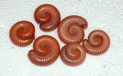 millipedes bed florida rid bugs ants kitchen bug bites itch