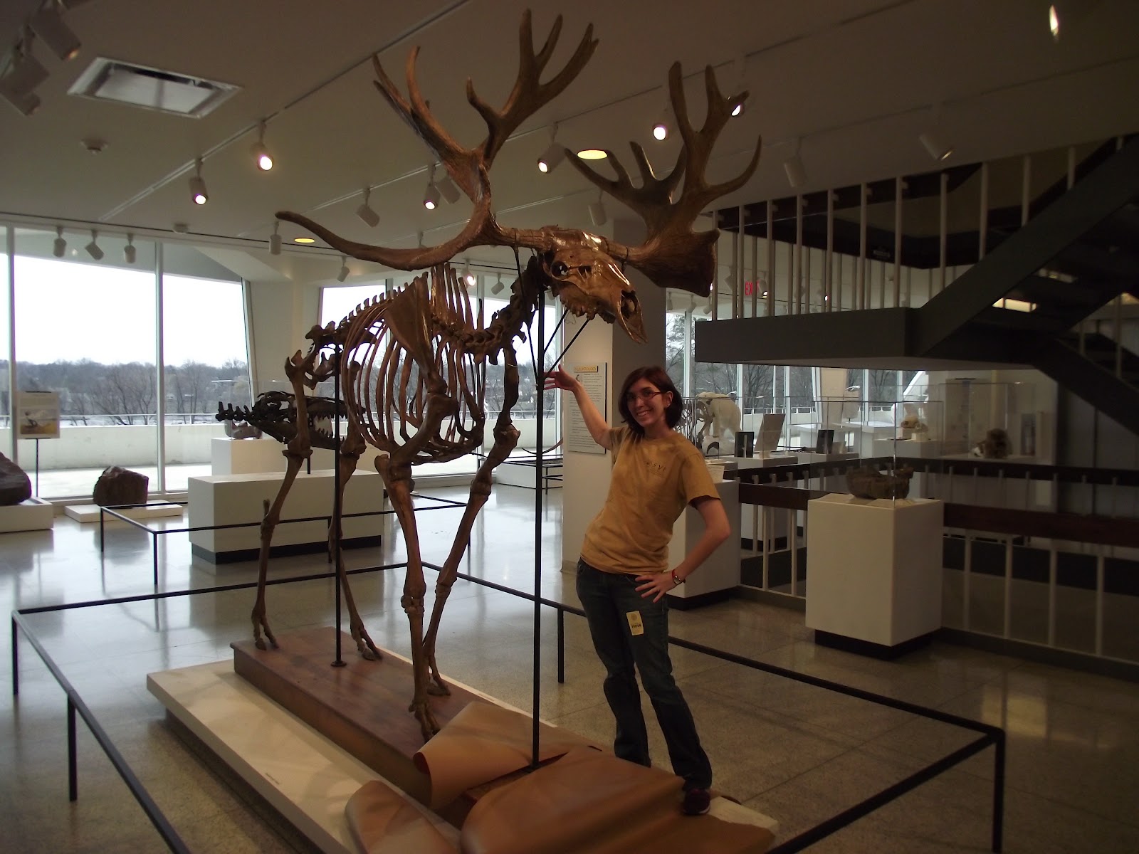 Prehistoric Beast of the Week ElkMoose Prehistoric Mammalian New