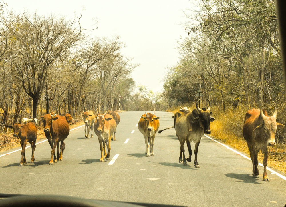 Weekend drive through Nallamala forest - Telangana - Love Travel Things